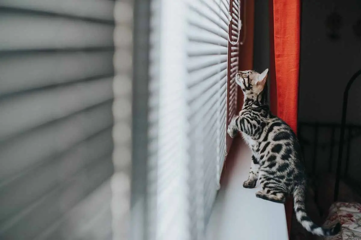 Cat siting on the windowsill trying to reach blinds' cord.