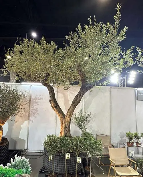 Approximately 500 years old olive tree.