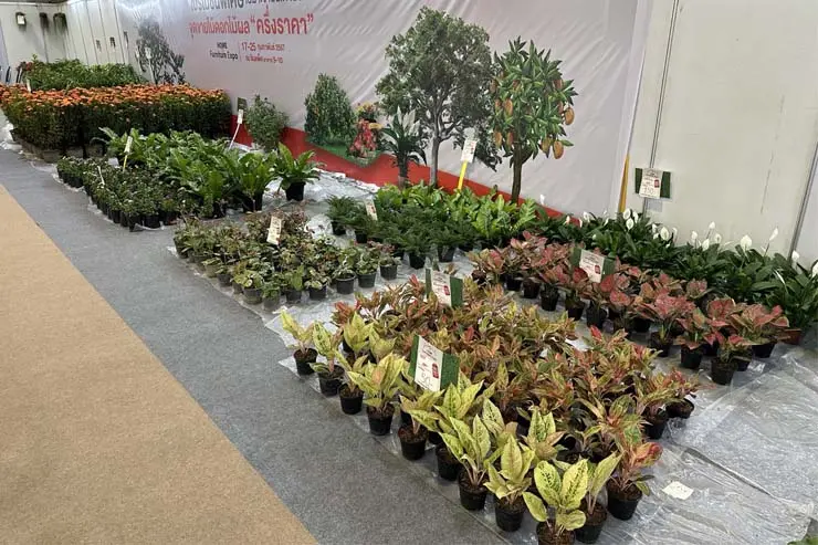 Plants and followers on sale in the Expo.