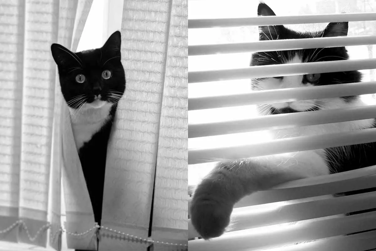 Vertical or horizontal blinds and two cats creating potential damage to the blinds