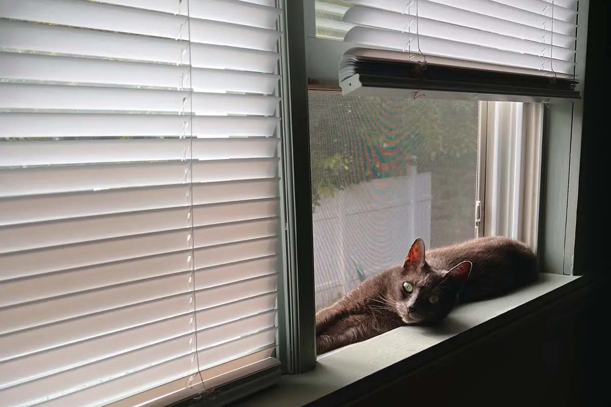 Cat sitting on the windowsill with window blinds partially up