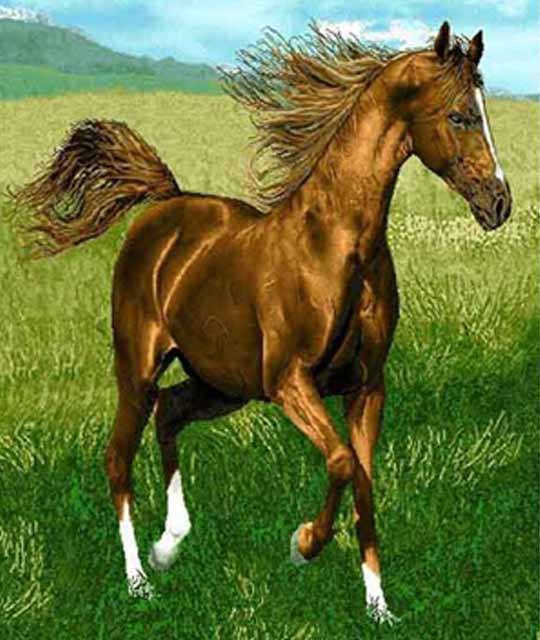 Brown Horse